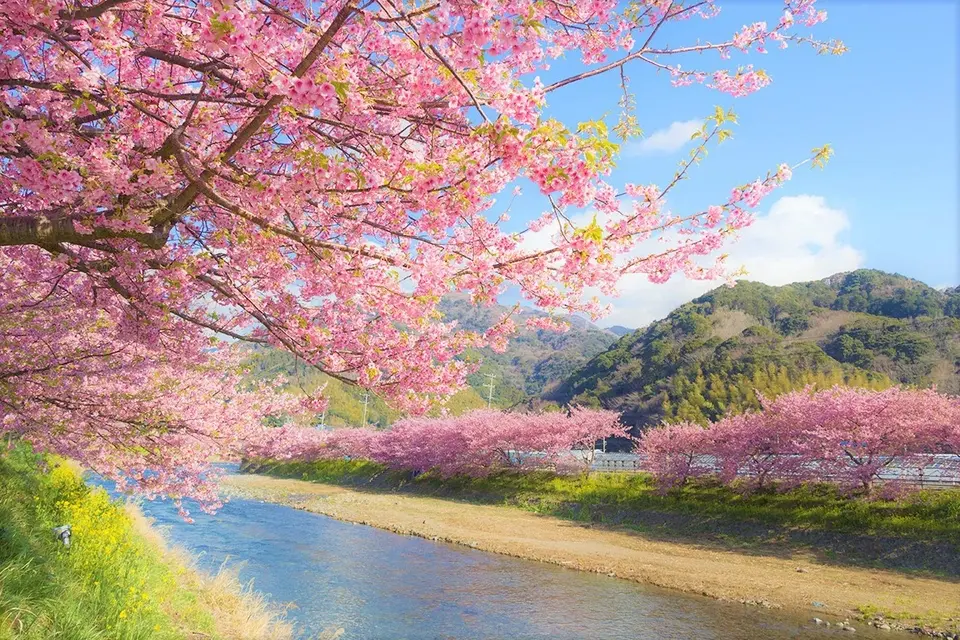 Ngắm hoa anh đào Kawazu-zakura